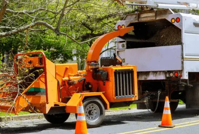 tree removal providence