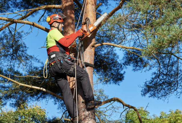 tree trimming Cranston ri