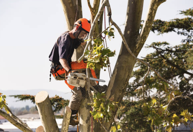 tree removal providence